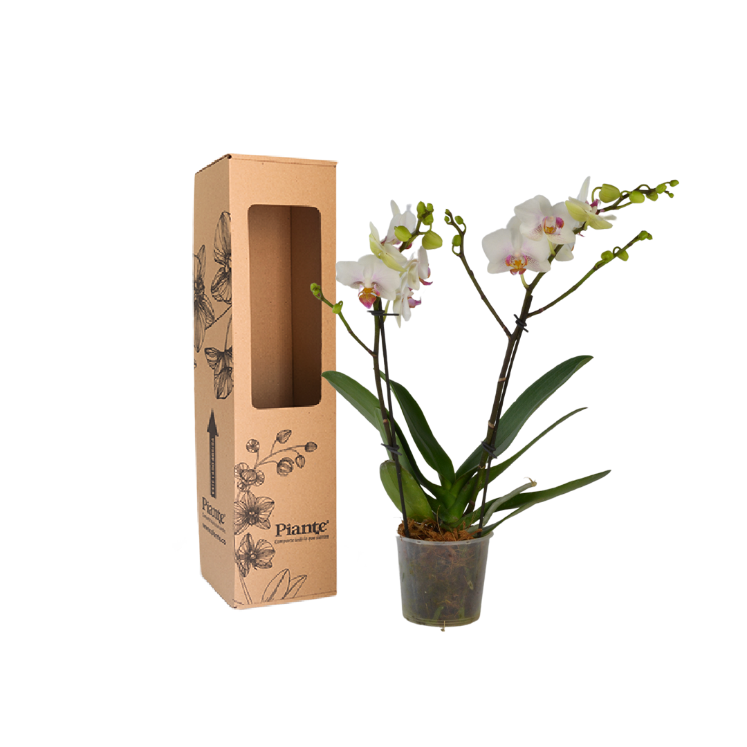 Orquídea Midi SUPREME BLANCO LABIO ROJO Forest