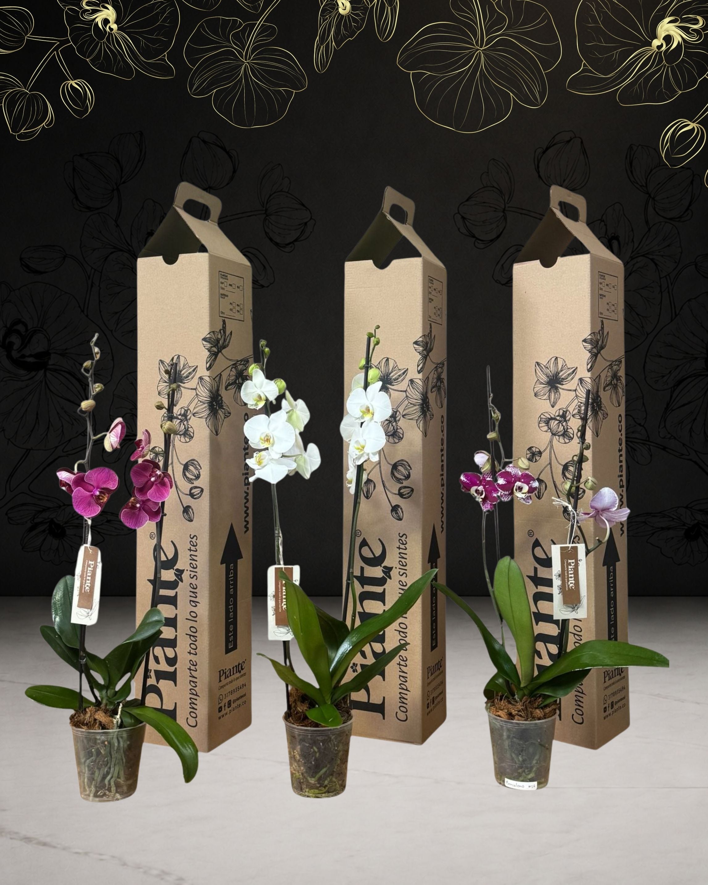Pack: Paga 2 Lleva 3 Orquídeas Grandi Supreme en Cultivo.