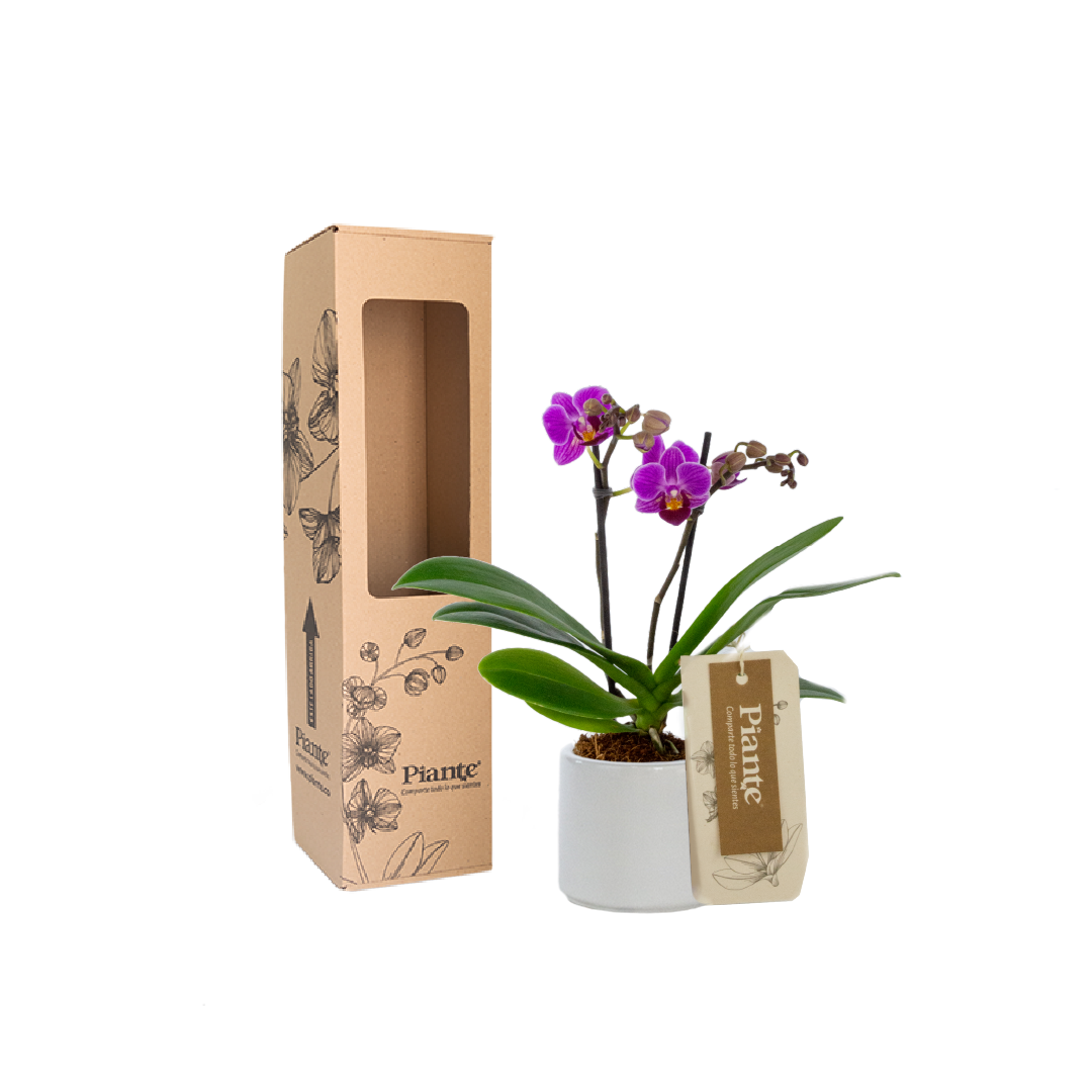Orquídea Mini SUPREME MORADO Bogotá en matera cerámica
