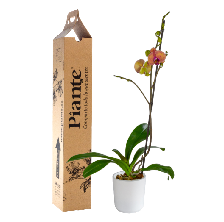 Orquídea Grandi premium Naranja Golden Leopard en matera cerámica