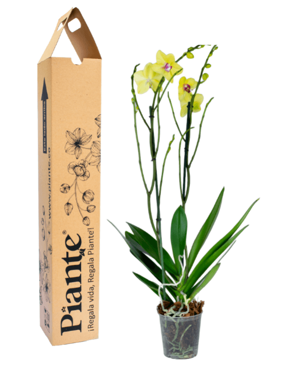 Orquidea Grandi Supreme Amarilla Goldenshine.