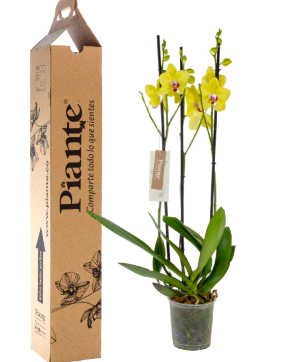 Orquídea Amarilla Premium Goldshine con dos varas florales – Piante