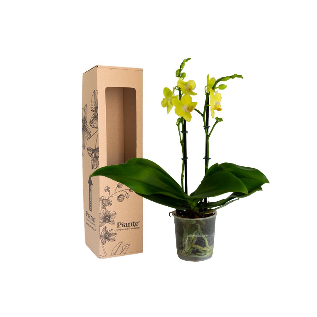 Orquídea Midi Supreme Amarilla Livorno