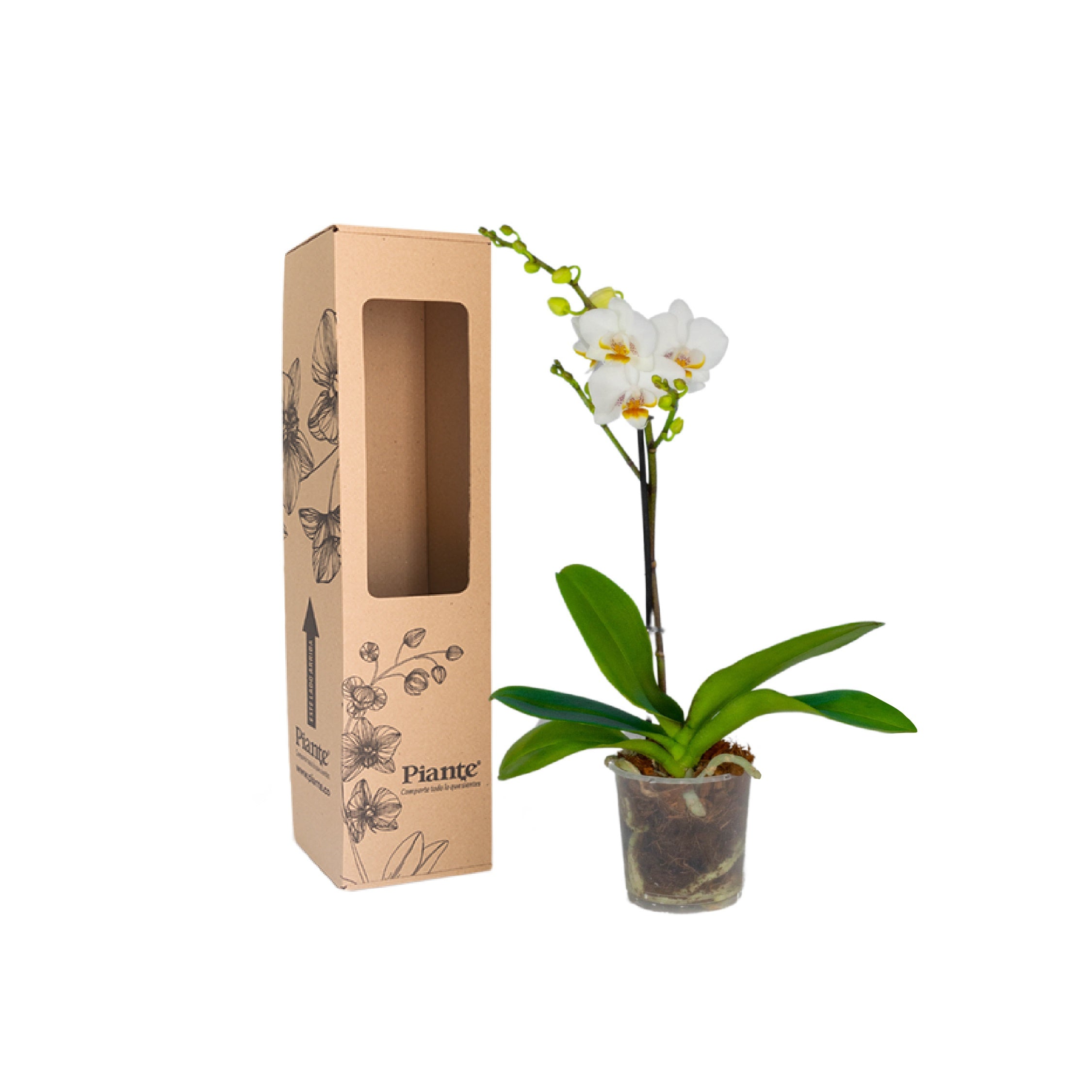 Orquídea Midi PREMIUM BLANCO Fara