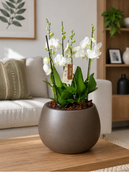 Arreglo Orquídeas Grandi Supreme Blanco en Matera Heos Bowl Cafe
