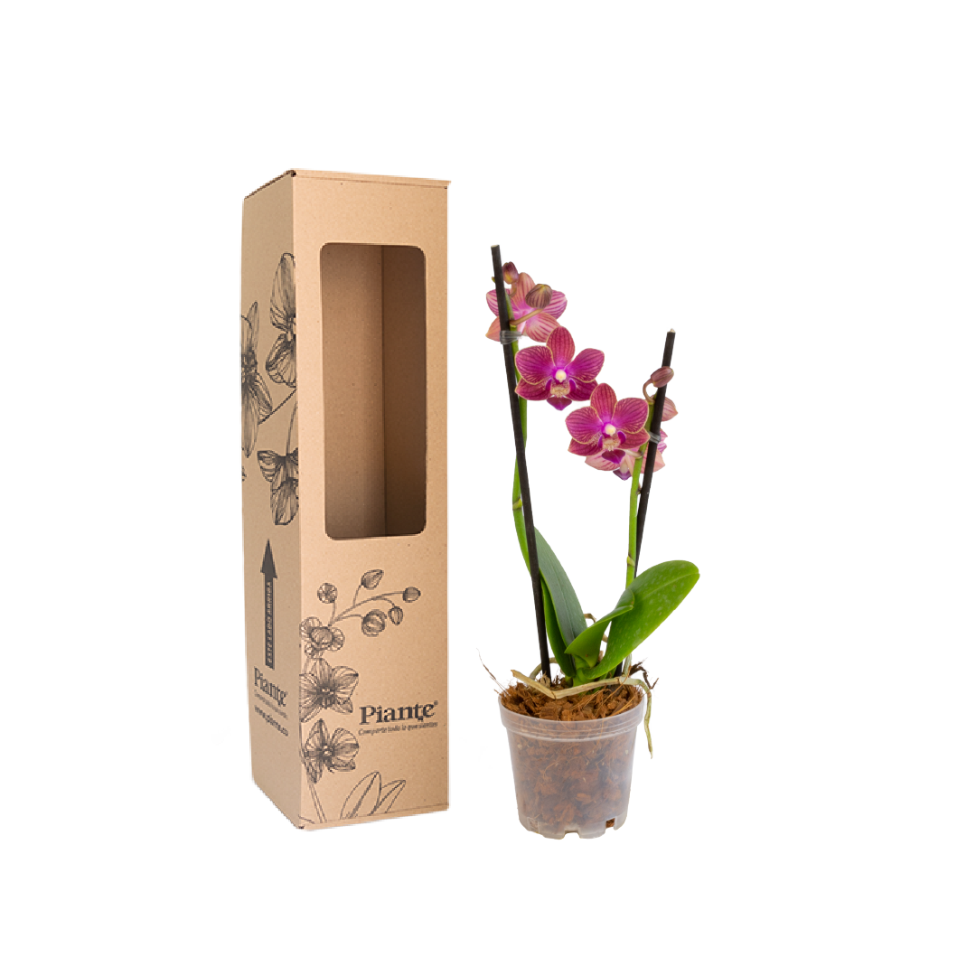 Orquídea Mini Supreme Rojo Lola