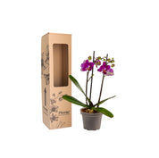 Orquídea Mini Supreme Roja Chamonix