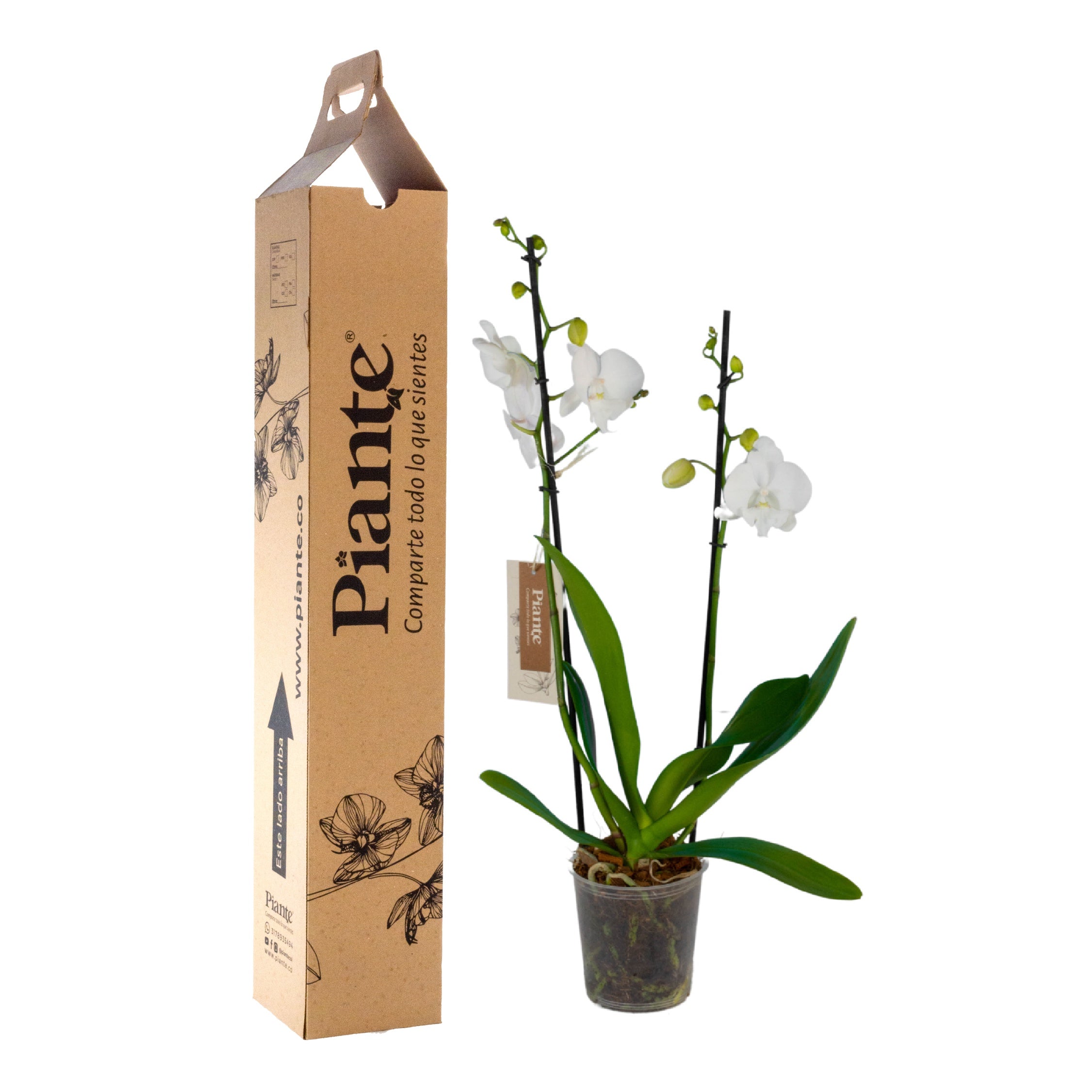 Orquídea Grandi supreme BLANCO Manta Gili