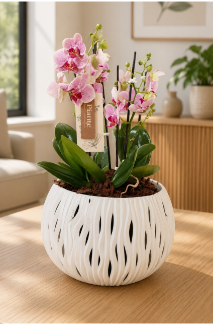 Arreglo de Orquídeas Midis Supreme en Matera Sandy Bowl
