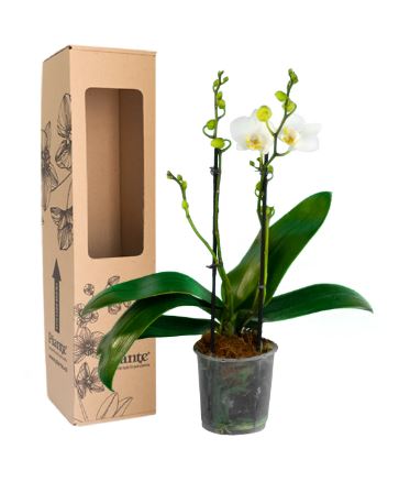Orquídea Midi Supreme Blanco Puppy
