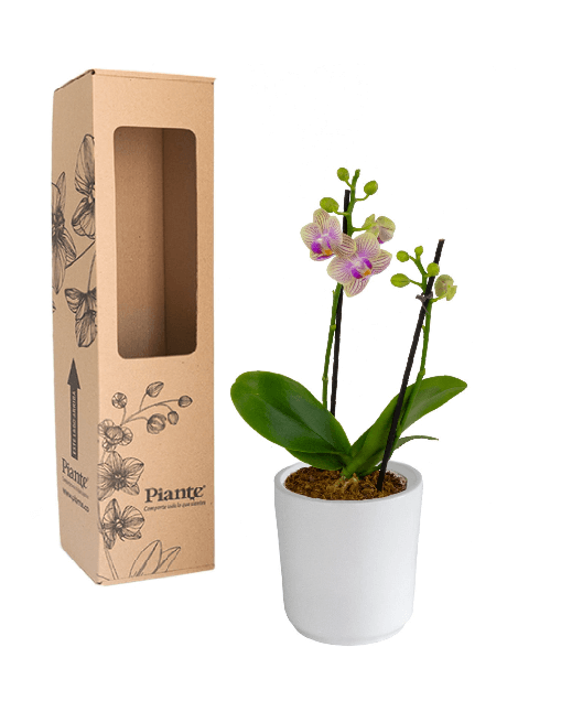 Orquídea Mini Supreme Exotica Michu en matera cerámica