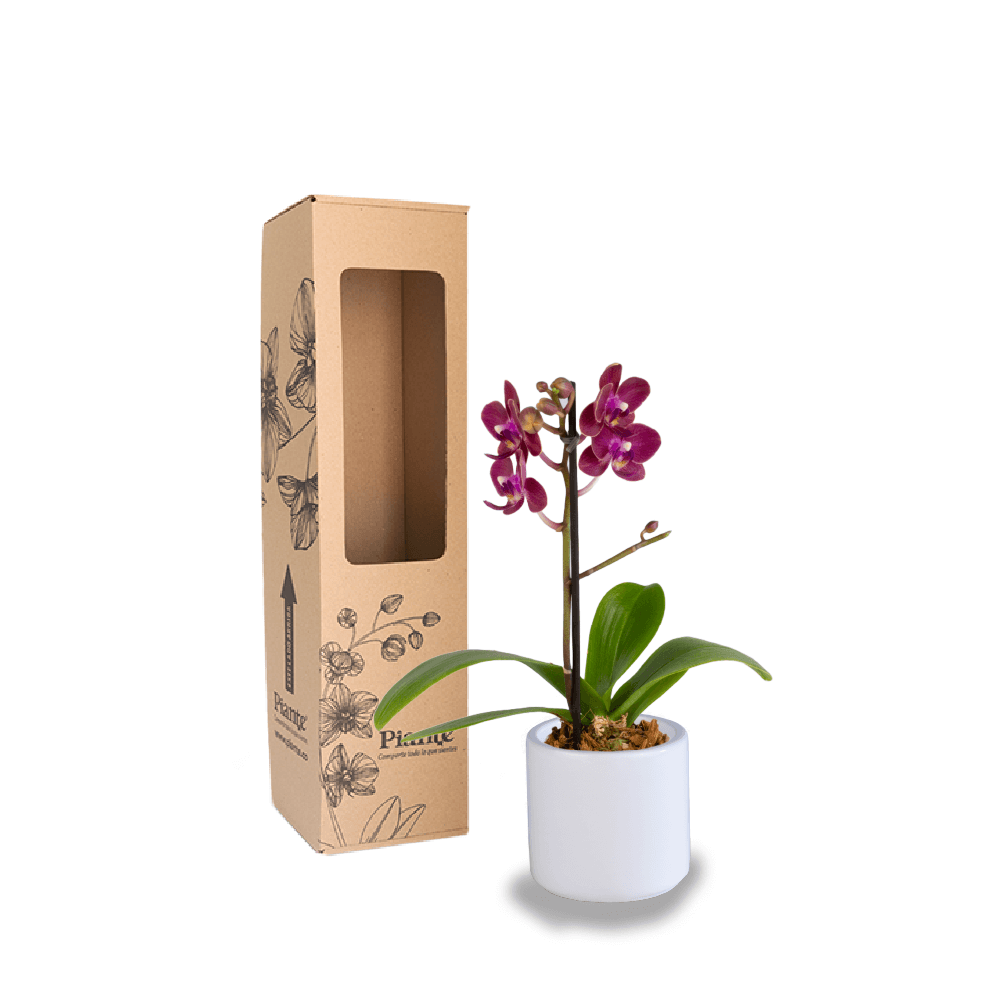 Orquídea Mini Premium Rojo Lola en matera cerámica