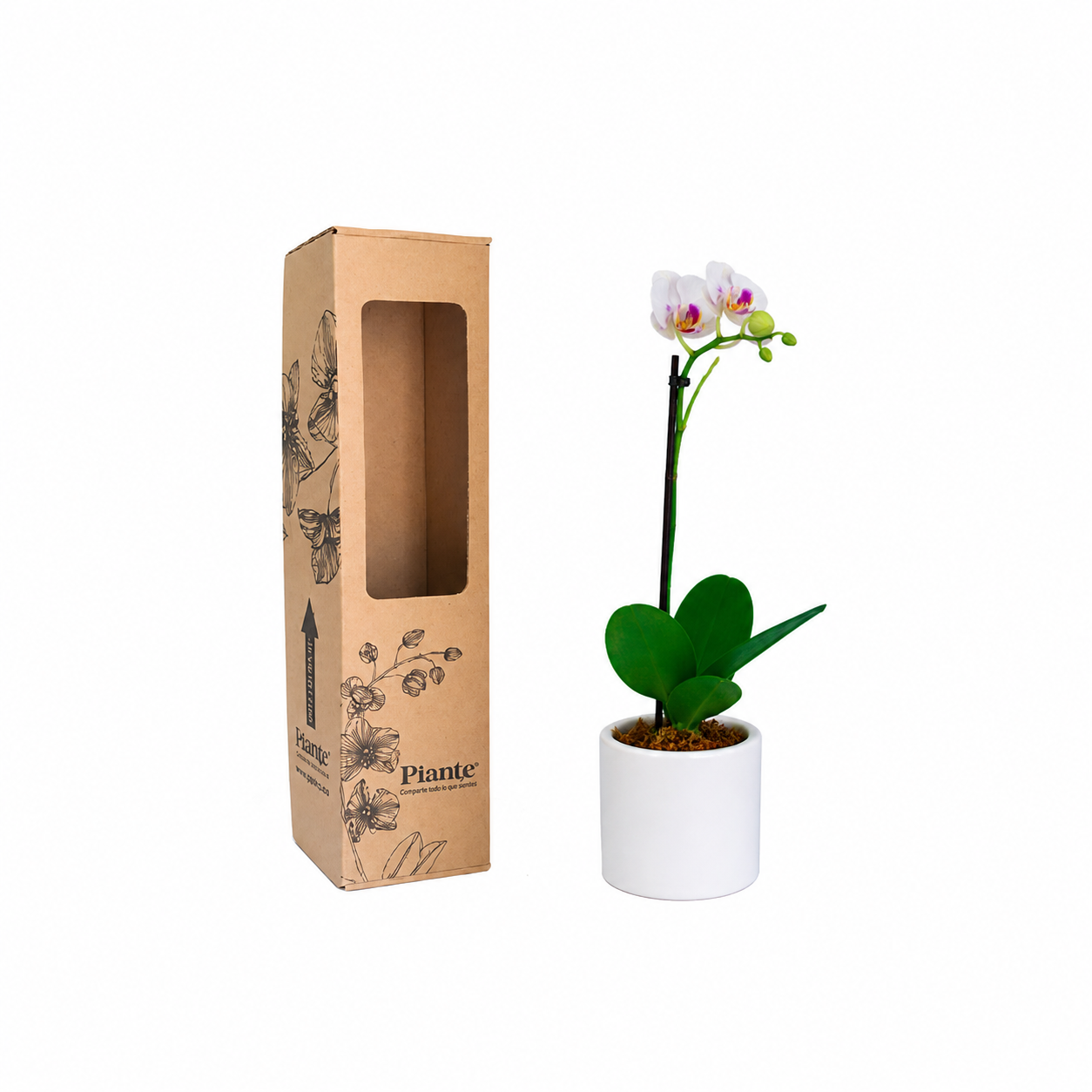 Orquídea Mini Premium Blanco Little Spirit en matera cerámica