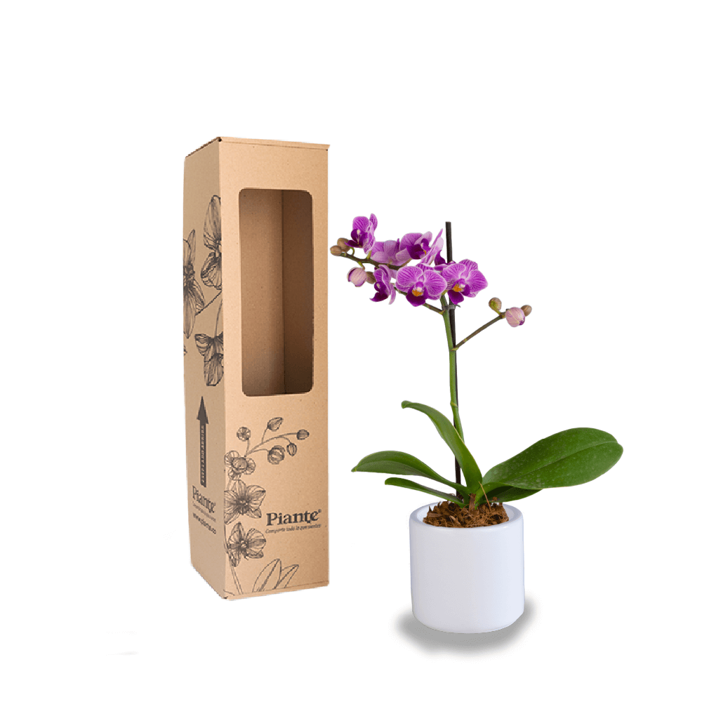 Orquídea Mini Premium Exotica Salitre en matera cerámica
