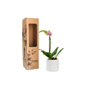 Orquídea Mini Premium Exotica  Michu en matera cerámica