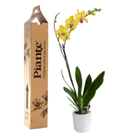 Orquídea Grandi premium Amarillo Modena en matera cerámica