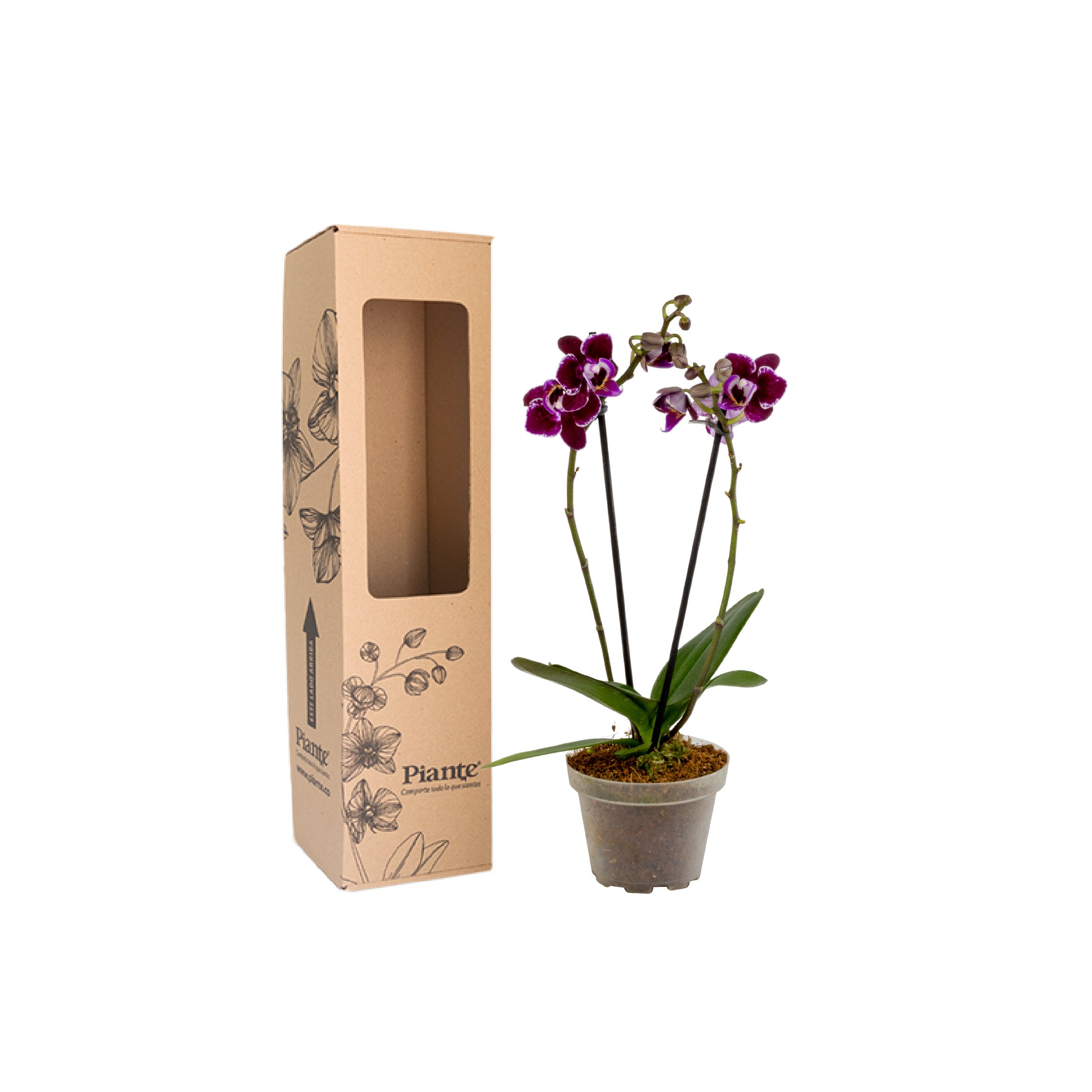 Orquídea mini morada y lila Supreme Santa Bárbara – Piante
