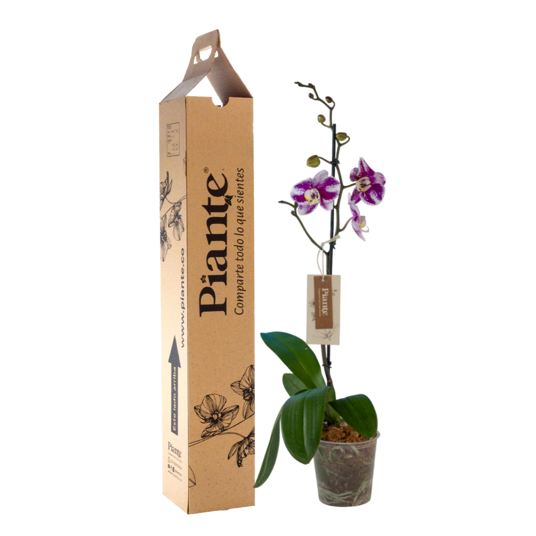 Orquídea Grandi PREMIUM EXOTICA BARCELONA