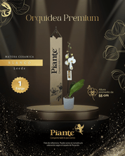 Orquídea Grandi Premium Blanca Leeds en Matera Ceramica