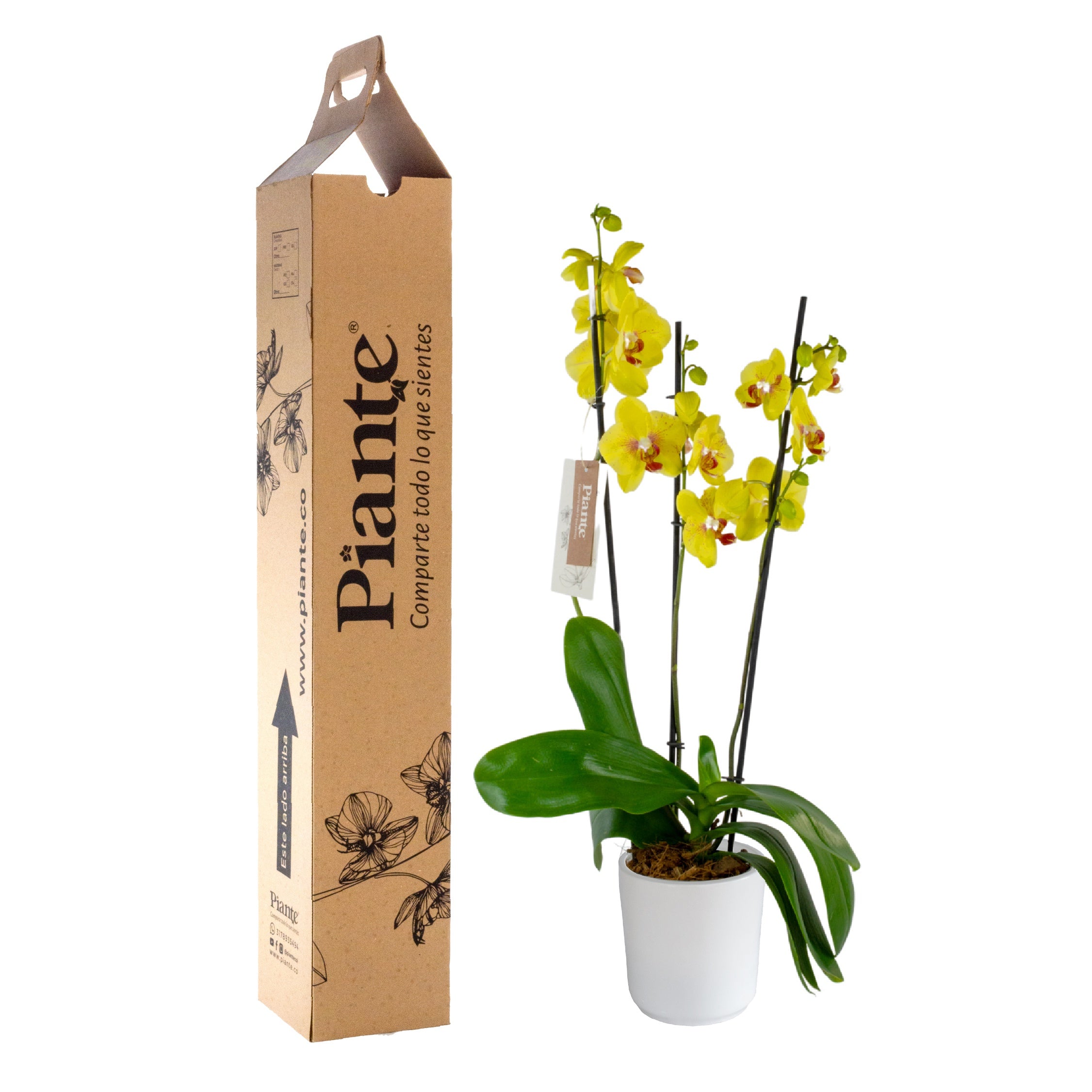 Orquídea Grandi elite AMARILLO Yellowstone en matera cerámica