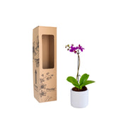 Orquídea Mini Premium Morado  Queenstone en matera cerámica