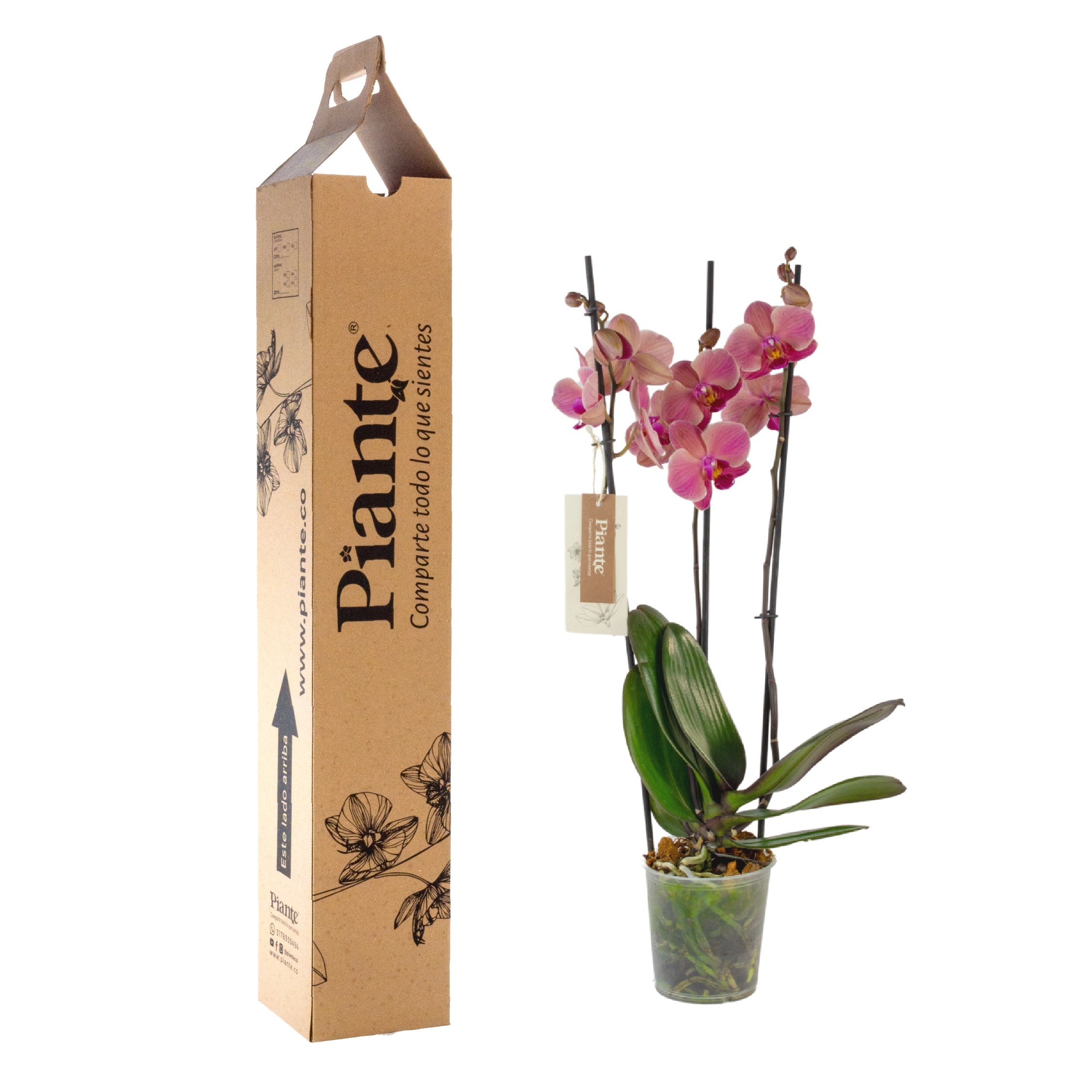 Orquídea Grandi elite SALMON Narbone