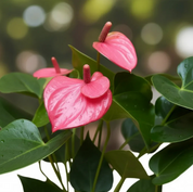 Anthurio Mini Rosado Royal Pink CH