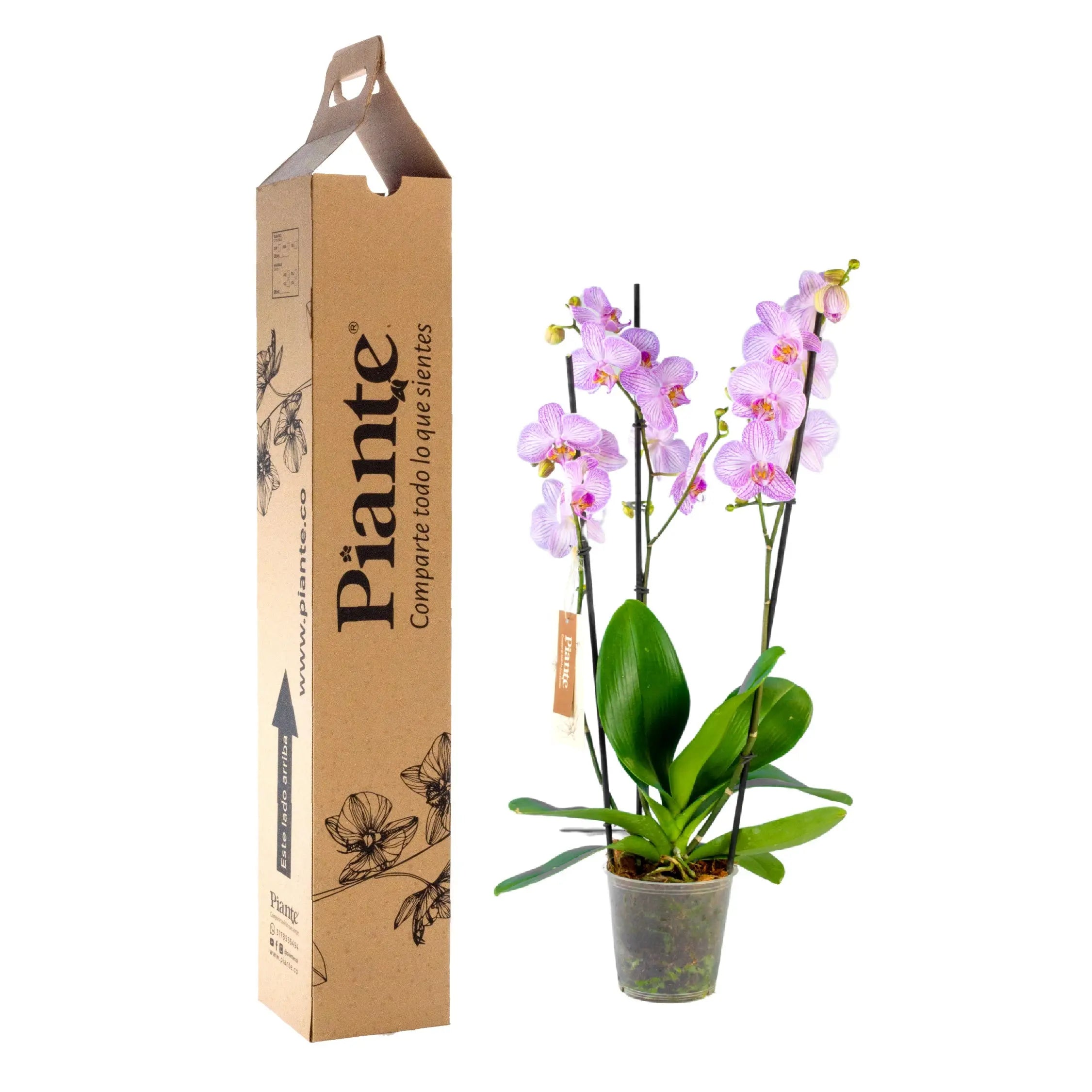 Orquídea Grandi elite Rosado Harmony