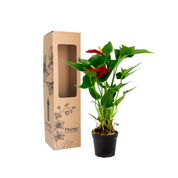 Anthurio Mini Rojo Micra