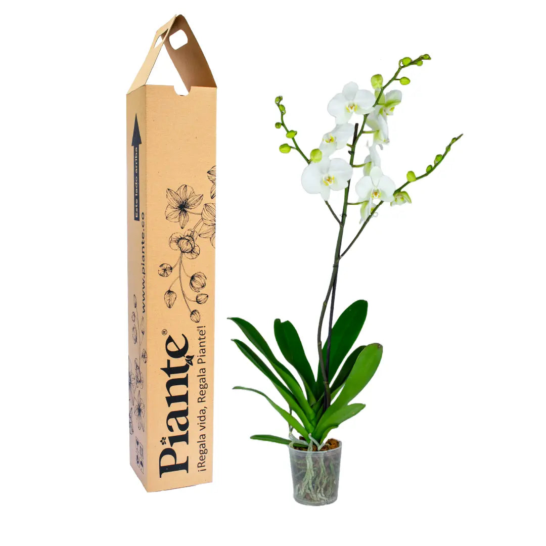 Orquídea blanca phalaenopsis lista para regalar con empaque elegante
