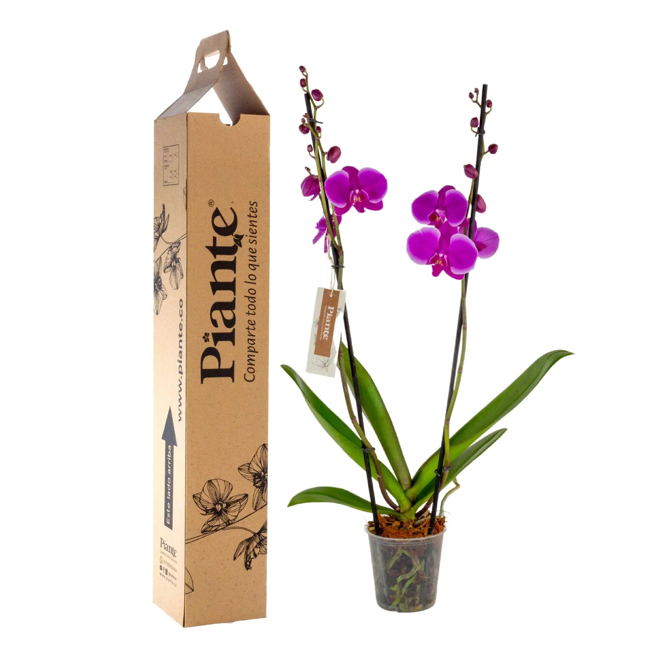 Orquídea Grandi supreme Morado Johannesburg