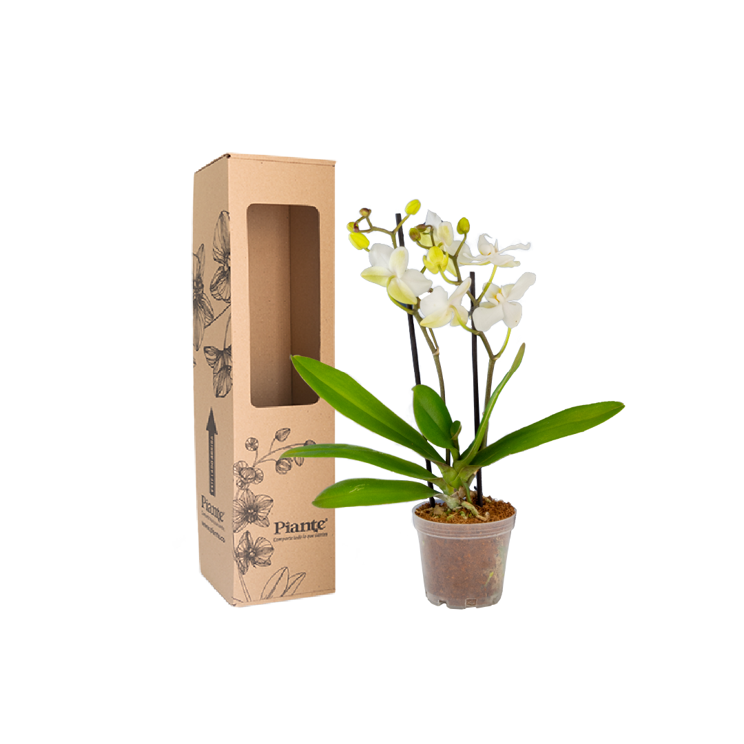 Orquídea Mini Supreme Blanco Zurich