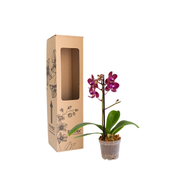 Orquídea pequeña roja lista para regalar con empaque elegante