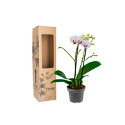 Orquídea Mini Supreme Blanco Little Spirit