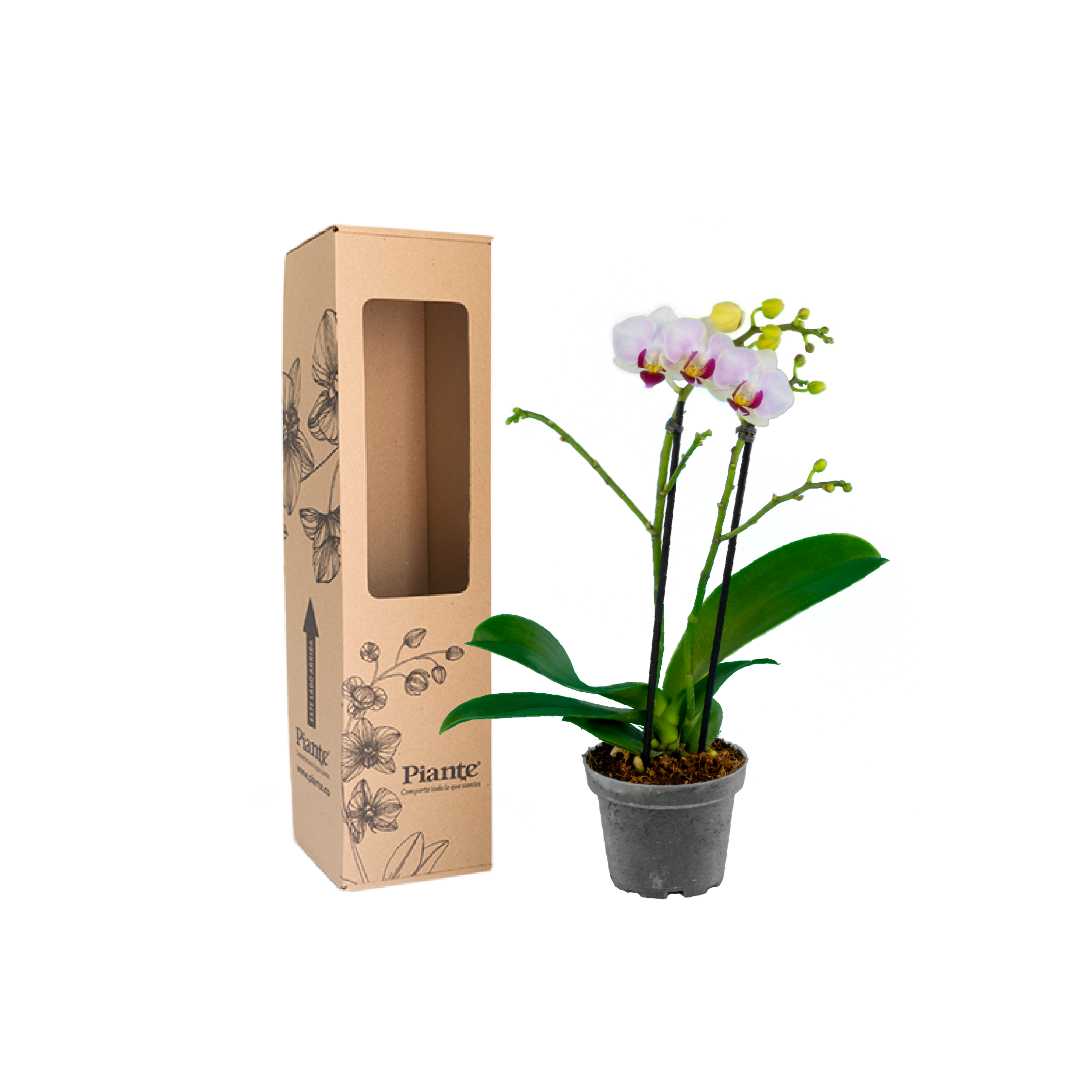 Orquídea Mini Supreme Blanco Little Spirit