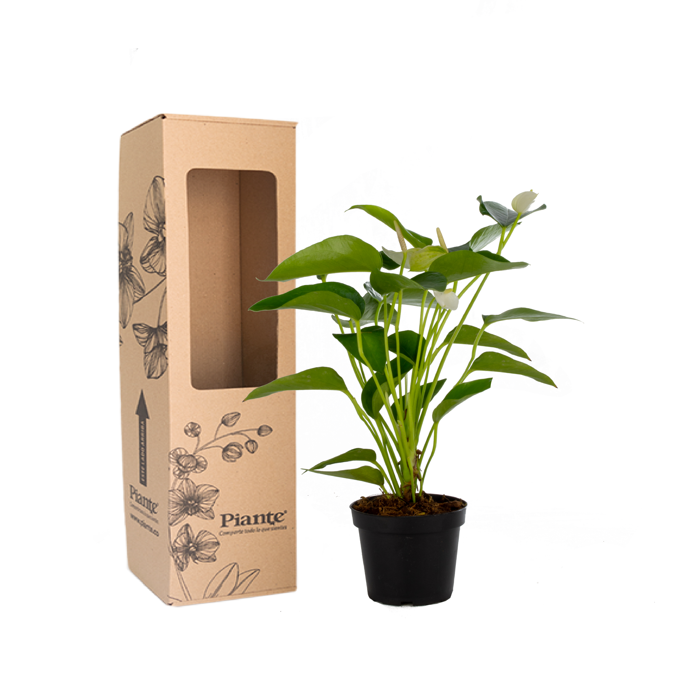 Anthurio Midi Blanco Eclyps
