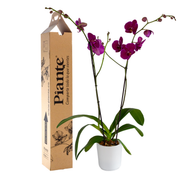 Orquídea Grandi supreme Morado en matera cerámica